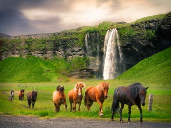 Icelandic horse